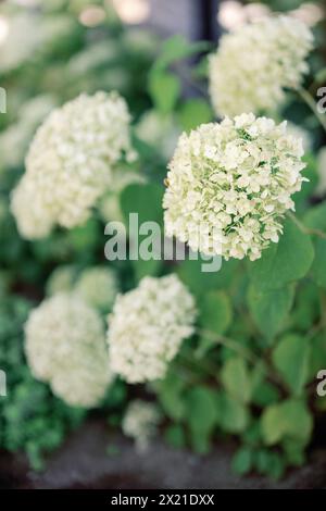 Üppige Hortensien blühen in einer ruhigen Gartenumgebung Stockfoto