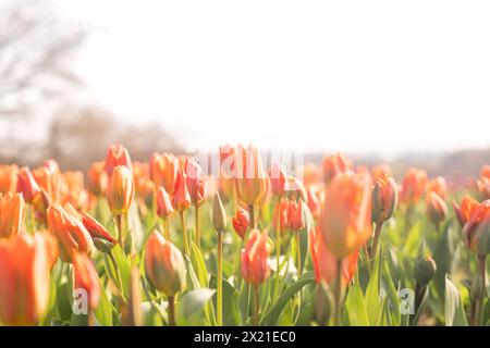 Feld der Orangen- und Grünen Frühlingstulpen Stockfoto