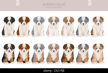 Border Collie Welpen Clipart. Alle Mantelfarben eingestellt. Infografik zu den Merkmalen aller Hunderassen. Vektordarstellung Stock Vektor