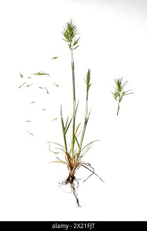 Herbarium. Feldgras Poa bulbosa, Stamm, Blätter, Samen. Stockfoto