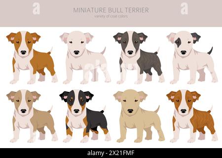 Miniatur-Bullterrier-Welpen-Clipart. Verschiedene Posen, Fellfarben gesetzt. Vektorabbildung Stock Vektor