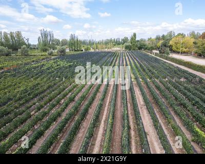 Wunderschöner Blick aus der Vogelperspektive auf die Weinreben im Weingut Mendoza Stockfoto