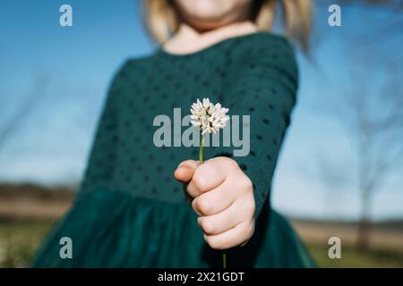Kleines Mädchen, das weiße Kleeblume am Frühlingstag aushält Stockfoto