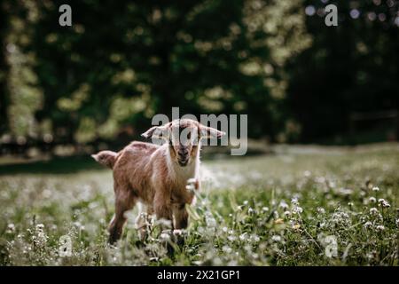 Braune Ziege auf einer Wiese mit Kleeblümchen Stockfoto
