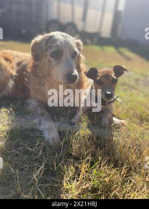 Zwei Hunde liegen zusammen im Gras Stockfoto