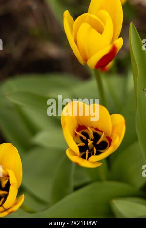 Gelbe Tulpen mit kräftigen roten Akzenten in Blüte Stockfoto