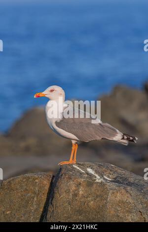 Gelbbeinmöwe (Larus cachinnans atlantis), stehend auf vulkanischen Felsen, mit Sonnenlicht und blauem Hintergrund des Atlantiks, Insel Teneriffa Stockfoto