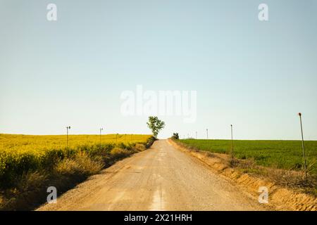 Unbefestigte Straße neben einem wunderschönen gelben Feld und einem grünen Feld Stockfoto