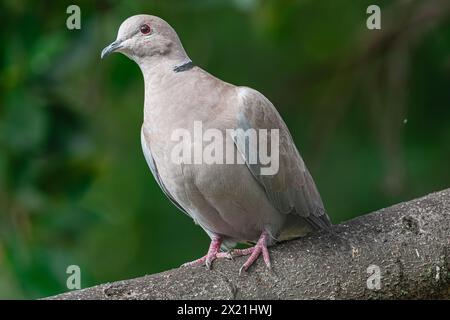 Barbarentaube (Streptopelia risoria), auf einem Zweig mit dunkelgrüner Vegetation, Teneriffa, Kanarische Inseln Stockfoto