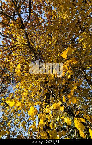 Laubbäume in der Ammerschlucht an einem sonnigen Herbsttag, Oberbayern, Bayern, Deutschland Stockfoto