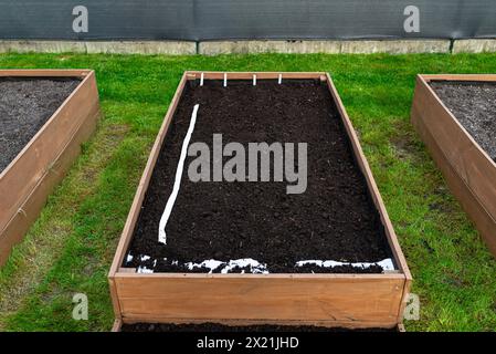 Aussaat von Samen auf einem Gürtel in einem Holzkasten, der von innen mit Agrotextil ausgekleidet und mit Boden und Torf gefüllt ist. Stockfoto