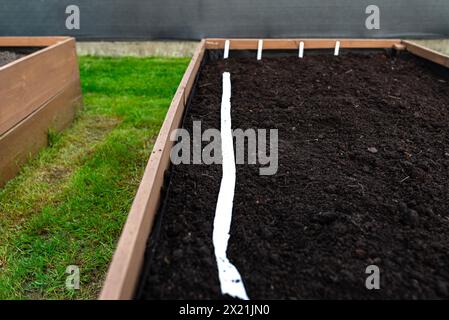 Aussaat von Samen auf einem Gürtel in einem Holzkasten, der von innen mit Agrotextil ausgekleidet und mit Boden und Torf gefüllt ist. Stockfoto