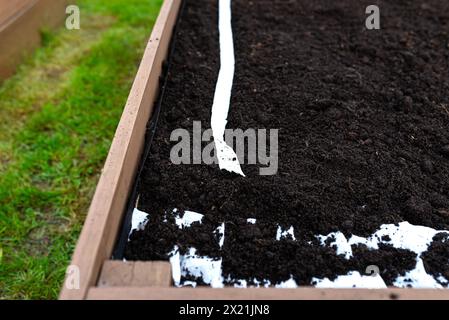 Aussaat von Samen auf einem Gürtel in einem Holzkasten, der von innen mit Agrotextil ausgekleidet und mit Boden und Torf gefüllt ist. Stockfoto