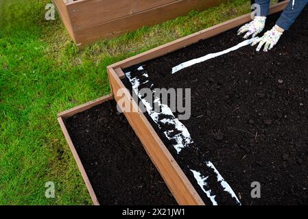 Säen von Samen auf einem Gürtel in einer Holzkiste, die von innen mit Agrotextil ausgekleidet und mit Erde und Torf gefüllt ist, die Hände der Frauen sind sichtbar. Stockfoto