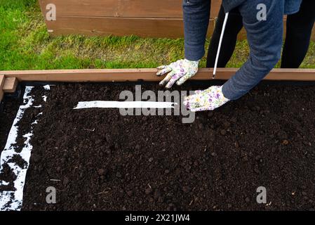 Säen von Samen auf einem Gürtel in einer Holzkiste, die von innen mit Agrotextil ausgekleidet und mit Erde und Torf gefüllt ist, die Hände der Frauen sind sichtbar. Stockfoto