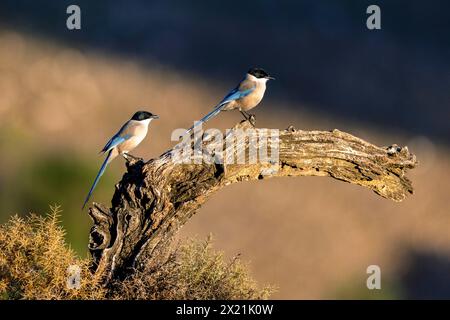 azure-Flügelelelster (Cyanopica cyanus, Cyanopica cyana), zwei Vögel sitzen auf einem toten Baum im Morgenlicht, Spanien, Andalusien, Sierra Morena Stockfoto