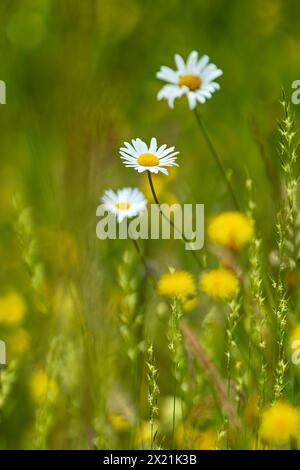 Gänseblümchen auf einer Sommerwiese, Bayern, Deutschland Stockfoto