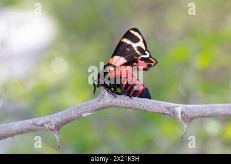 Woodchat Shrike (Lanius Senator) nahm eine hebe Tigermotte auf und spießte sie auf einen Dorn, Kroatien Stockfoto