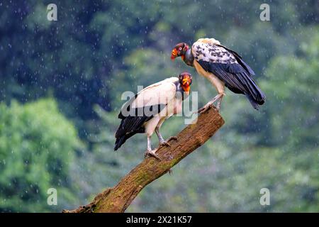 königsgeier (Sarcorhamphus Papa), zwei Erwachsene Vögel stehen auf einem toten Baum im Regen, Costa Rica, Boca Tapada Stockfoto