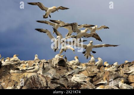 nördliche Tölpel (Sula bassana, Morus bassanus), während eines heftigen Windes schweben die nördlichen Tölpel in der Luft, Großbritannien, Schottland Stockfoto