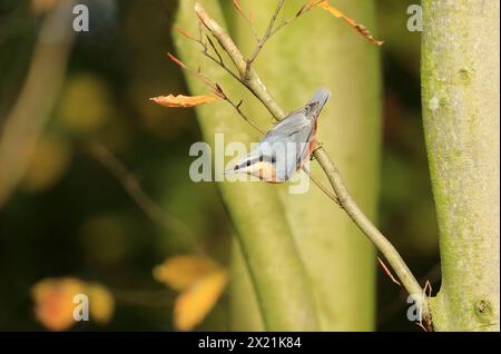 Eurasische Nuthatch, Holznuthatch (Sitta europaea), kopfüber an einem Ast stehend, Seitenansicht, Niederlande Stockfoto