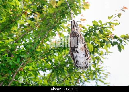 Kleiner Eiereier (Eriogaster lanestris, Bombyx lanestris), Raupenbahn mit Raupen auf einem Zweig, Kroatien Stockfoto