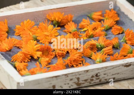 Gartentopf Ringelblume, Ringelblume, Ringelblume, Ruddles, Marys Gold, Scotch Ringelblume (Calendula officinalis), trocknen Sie die Ringelblumen auf einem Tablett Stockfoto