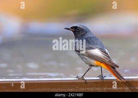 Schwarzer Rotschwarz (Phoenicurus ochruros), Mann, der an einer Wand steht, Spanien, Murcia, Sierra de Espuna Stockfoto