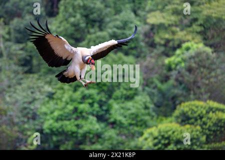 königsgeier (Sarcorhamphus Papa), in Landeanflug auf dem Boden, Costa Rica, Boca Tapada Stockfoto