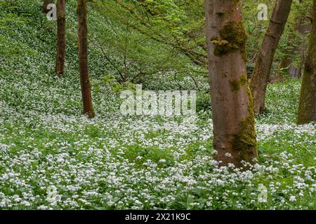 Wilder Knoblauch (Allium ursinum, Ramsons) Wildblumen Teppichboden im April oder Frühling, Hampshire, England, Vereinigtes Königreich Stockfoto