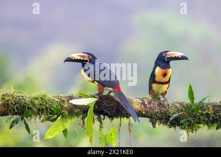 Aracari mit Kragen (Pteroglossus torquatus), zwei Tukane sitzen auf einem Ast im Regenwald, Costa Rica, Boca Tapada Stockfoto