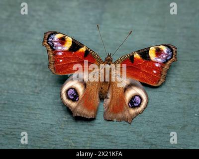 Pfauenfalter, Europäischer Pfau (Inachis io, Nymphalis io, Aglais io), Porträt in voller Länge, Rückenansicht, Deutschland Stockfoto