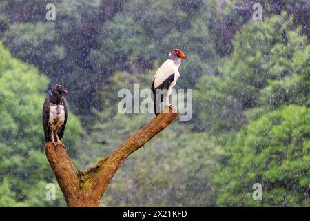 königsgeier (Sarcorhamphus Papa), junger und erwachsener Vogel, der auf einem toten Baum im Regen thront, Costa Rica, Boca Tapada Stockfoto