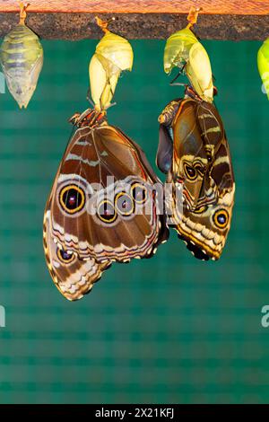 Blauer Morpho, Peleides blauer Morpho, gemeiner Morpho, der Kaiser (Morpho peleides), Schmetterling schlüpft aus der Puppe, Costa Rica, Alajuela Stockfoto