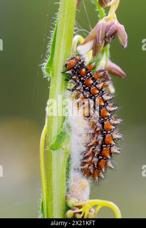 Gefleckter Fritillary (Melitaea didyma), parasitisierte raupe, Kroatien Stockfoto