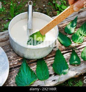 Herstellung von veganen Kartoffelchips auf Pflanzenbasis mit Brennnesselblättern, Schritt 3: Brennnesselblätter werden in den Teig getaucht, Serienbild 3/5 Stockfoto