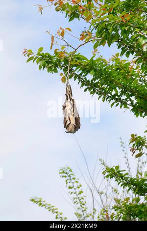 Kleiner Eiereier (Eriogaster lanestris, Bombyx lanestris), Raupenbahn mit Raupen auf einem Zweig, Kroatien Stockfoto