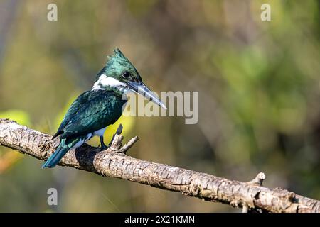 Amazonas kingfisher (Chloroceryle amazona), Weibchen auf einem Ast, Costa Rica, Tarcoles Stockfoto