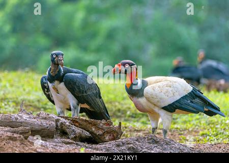 königsgeier (Sarcorhamphus Papa), stehend zusammen mit einem jungen Vogel im jungen Gefieder am Boden, Costa Rica, Boca Tapada Stockfoto