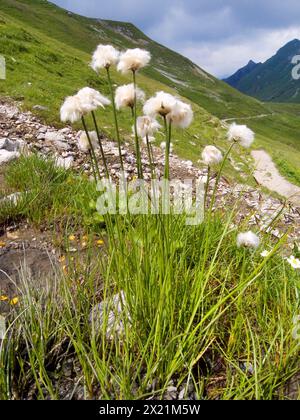 Scheuchzer's Baumwollgras, weißes Baumwollgras (Eriophorum scheuchzeri), fruchtig, Deutschland, Bayern Stockfoto