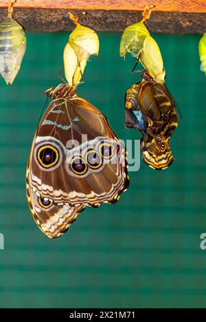 Blauer Morpho, Peleides blauer Morpho, gemeiner Morpho, der Kaiser (Morpho peleides), Schmetterling schlüpft aus der Puppe, Costa Rica, Alajuela Stockfoto