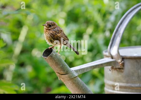 Europäischer rotkehlchen (Erithacus rubecula), Jugendlicher, der auf einer Gießkanne im Garten sitzt, Deutschland Stockfoto