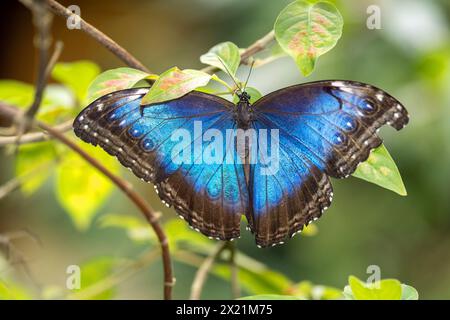 Blauer Morpho, Peleides blauer Morpho, gemeiner Morpho, der Kaiser (Morpho peleides), sitzend auf einem Sträucher, dorsale Ansicht, Costa Rica, Alajuela Stockfoto