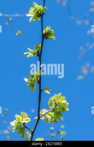 Ulmus glabra (Ulmus glabra) Baum im April oder Frühling mit kleinen geflügelten Früchten namens samaras, die die Samen enthalten, in Hampshire Forest, England, Großbritannien Stockfoto