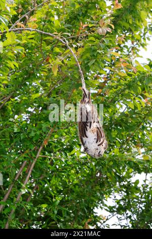 Kleiner Eiereier (Eriogaster lanestris, Bombyx lanestris), Raupenbahn mit Raupen auf einem Zweig, Kroatien Stockfoto