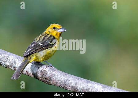 Flammenfarbenes Tanager (Piranga bidentata), Weibchen, das auf einem Zweig im Regenwald sitzt, Costa Rica, San Gerardo de Dota Stockfoto