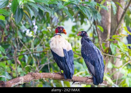 königsgeier (Sarcorhamphus Papa), der zusammen mit einem jungen Vogel im jungen Gefieder auf einem Ast thront, Rückansicht, Costa Rica, Boca Tapada Stockfoto