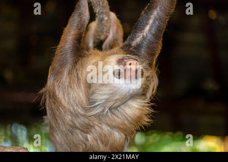 Hoffmanns zweizehiges Faultier, nördliches zweizehiges Faultier (Choloepus hoffmanni), kopfüber auf einem Ast hängend, Vorderansicht, Costa Rica, Alajuela, La Paz Wa Stockfoto