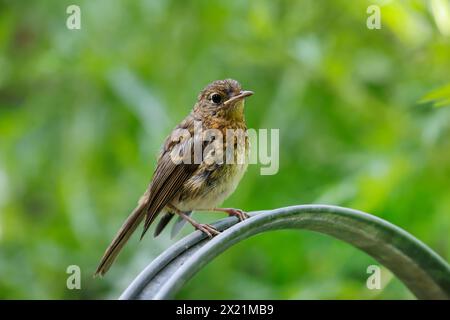 Europäischer rotkehlchen (Erithacus rubecula), Jugendlicher, der auf einer Gießkanne im Garten sitzt, Deutschland Stockfoto