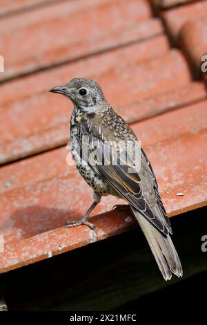 Misteldrossel (Turdus viscivorus), Jungvogel auf einem Dach, Deutschland Stockfoto